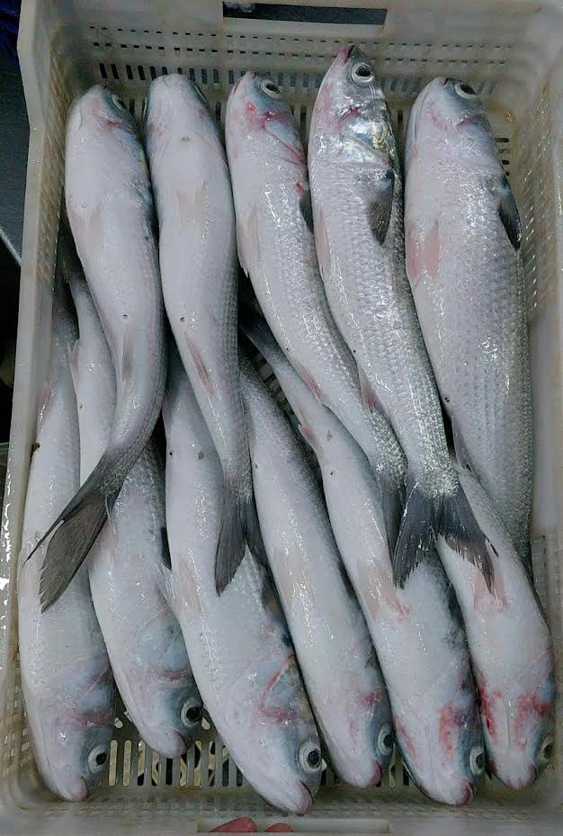 CofrigoB trusted seafood supplier