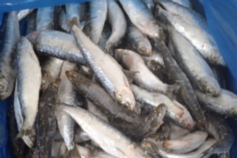 Efficient seafood supply chain by CofrigoB