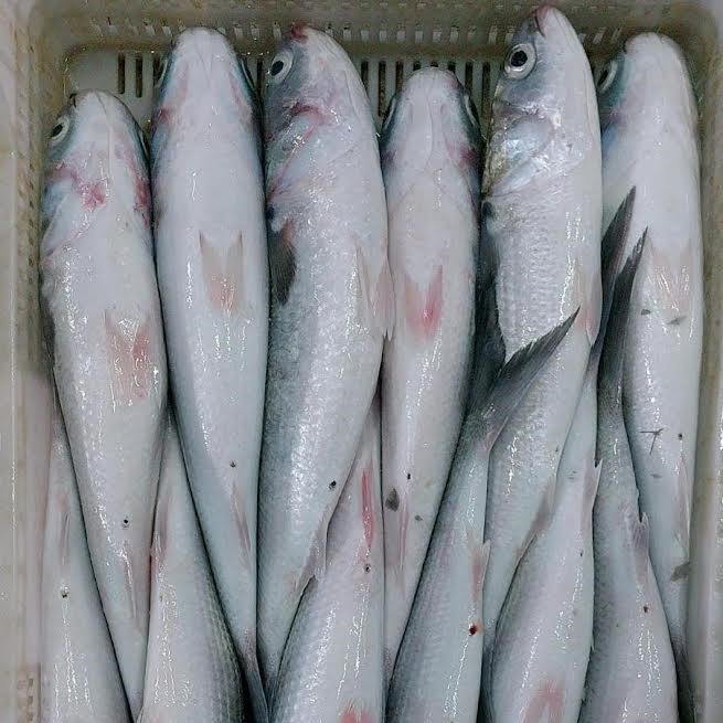 Sustainable mackerel export by Pescacis