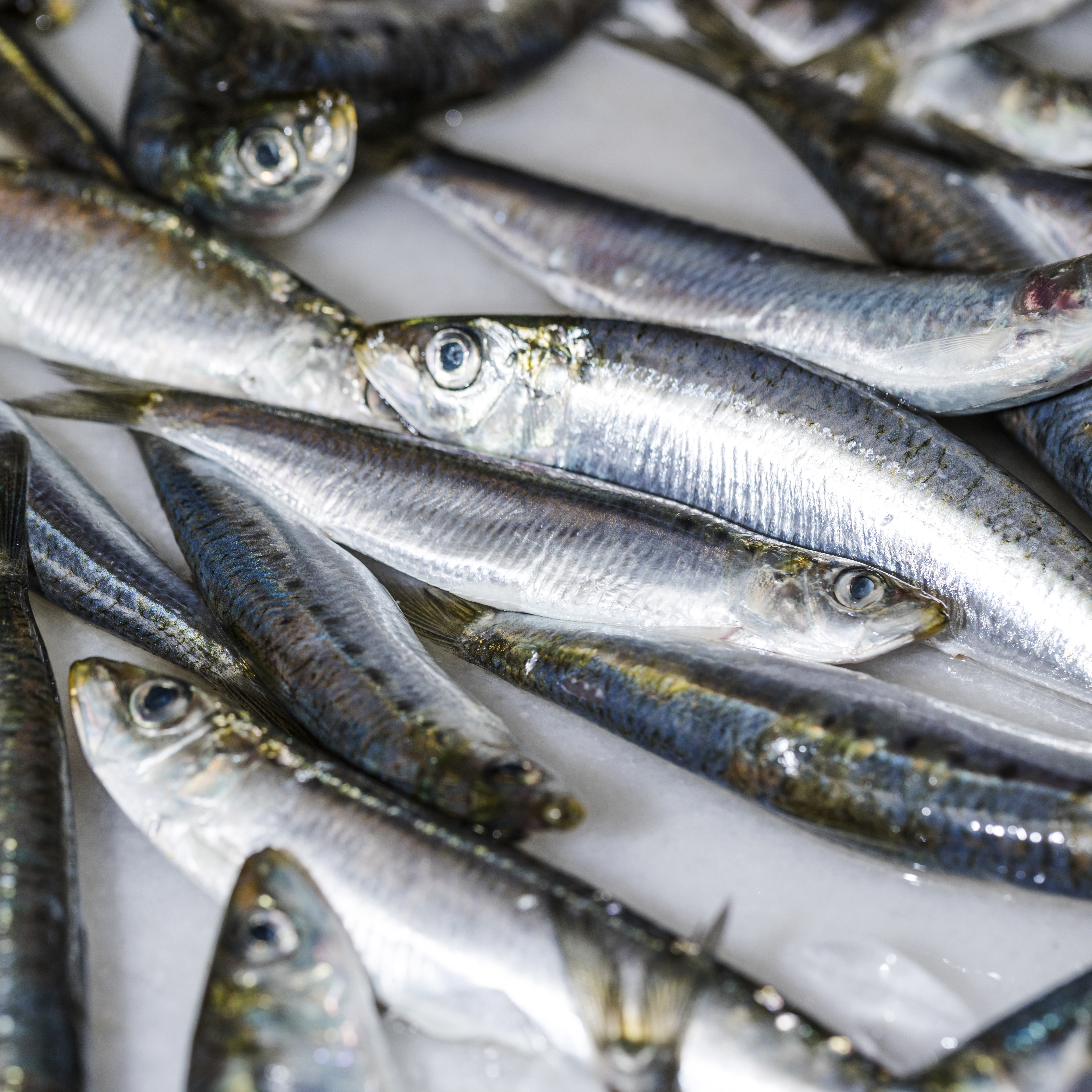 Fresh sardines from Pescacis