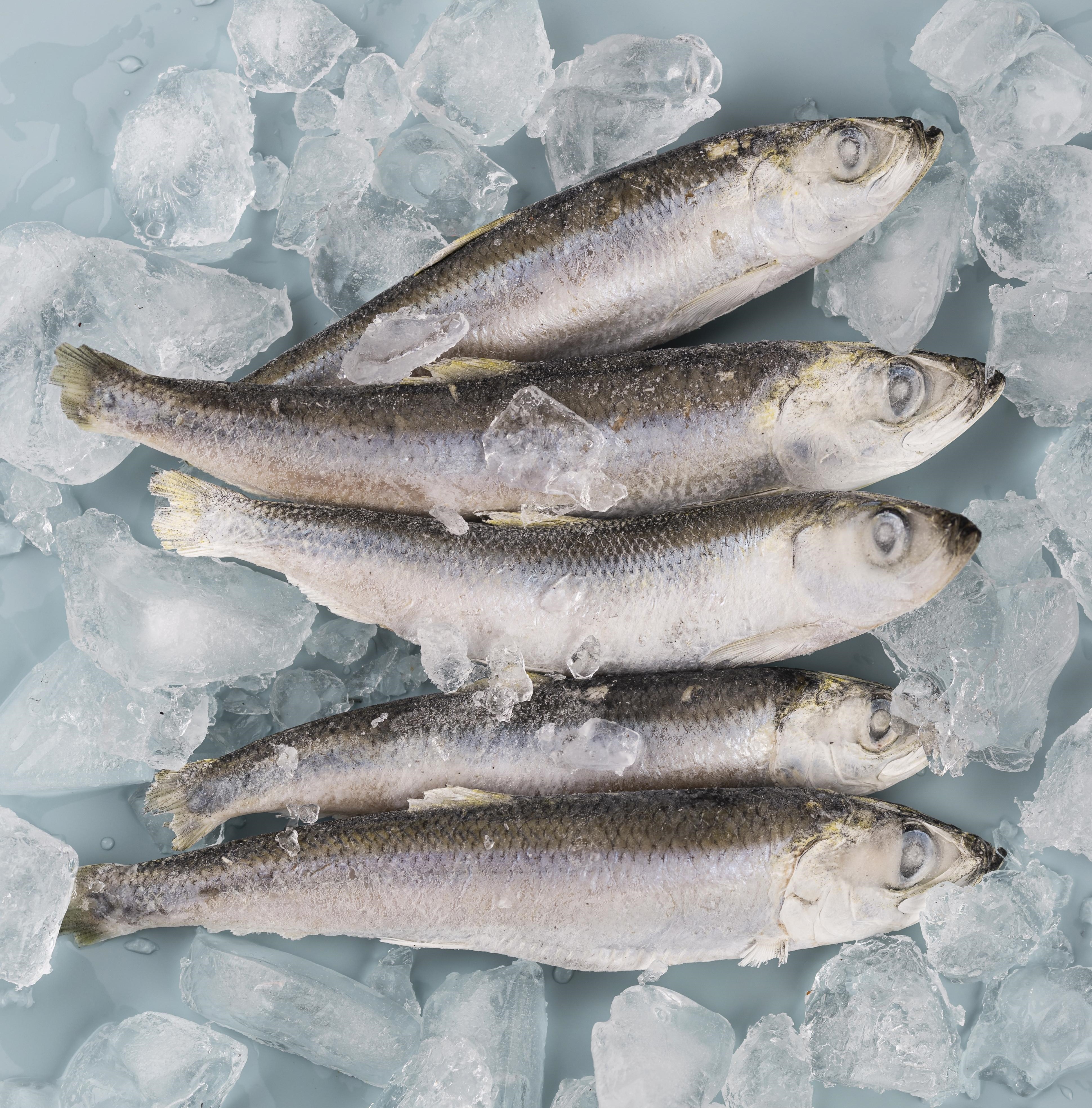 Frozen sardine fillets by Pescacis